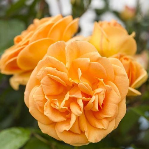 Roz portocaliu, portocaliu închis - Trandafir copac cu trunchi înalt - cu flori în buchet - coroană tufiș